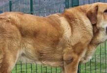 神秘的“狗中坦克”——坎高犬为何鲜有人养？（探寻坎高犬养殖之谜，聚焦养犬人群的需求与难题）