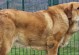 神秘的“狗中坦克”——坎高犬为何鲜有人养？（探寻坎高犬养殖之谜，聚焦养犬人群的需求与难题）
