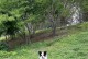 秋冬季节适合狐狸犬洗澡的频率及注意事项（狐狸犬洗澡频率调整、清洁护理的关键）
