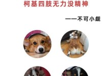 柯基为什么后腿瘦一些？（解析柯基后腿瘦瘦的原因及其影响）