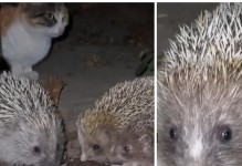 刺猬喂食时间间隔有多久？（探究刺猬饲养中的喂食频率）