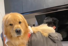 如何正确计算金毛狗的食量（根据金毛的体质确定正确的食量）