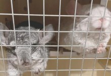 龙猫关多久可以合笼的时间与方法（了解适合龙猫合笼的时间和技巧，提升宠物幸福感与亲密度）