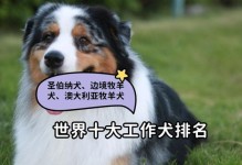 圣伯纳犬是否适合喝牛奶？（探究圣伯纳犬对牛奶的消化能力以及是否存在过敏反应。）