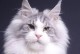 猫咪怀孕反应的时间多久？（了解猫咪配种后的怀孕反应，为繁育过程提供指导）