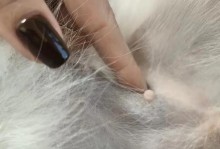 小狗乳腺炎的常见症状与治疗方法（掌握小狗乳腺炎的症状，及时防治乳腺疾病）