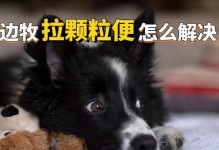 边牧饮食指南（养一只边牧，从饮食开始）