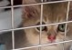 深入了解猫艾滋（探究猫艾滋病的危害性及保护猫咪免受感染的方法）