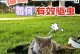 猫咪感染绦虫的原因及药物驱虫方法（了解猫绦虫感染原因和治疗方法，保护宠物猫的健康）