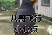 八哥训练放飞的步骤与技巧（有效训练八哥，让它自由翱翔天空）