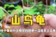 山龟的长寿之谜（揭秘山龟的长寿奥秘与生存之道）