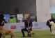 注册犬舍（以cku注册犬舍所需时间及步骤概览）