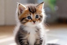 可爱小猫的独特魅力（探索小猫的天性与特点）