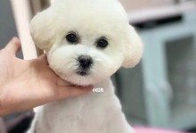 探讨比熊造型的持久性（以比熊造型为主题，了解造型保持的时间及关键因素）