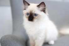 布偶猫的特点及养护知识（了解布偶猫的性格和外貌魅力，科学养护您的萌宠）