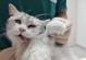 猫咪绝育手术后何时可以洗澡？（洗澡时间需根据手术愈合进展而定）