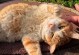 猫猫吃了蟑螂怎么办？（主人不要慌，跟着这样做就对了！）