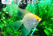 打造迷人水族缸（发现养鱼乐趣，探索绚丽水生世界）