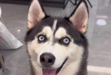 三个月哈士奇的成长之路（探索哈士奇从幼崽到成犬的成长速度及特点）