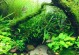 适合水草造景的观赏鱼品种（打造水草世界，从选择观赏鱼开始）