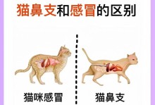 猫鼻支与感冒的区别及（猫鼻支是什么，症状与治疗；感冒与猫鼻支的异同）