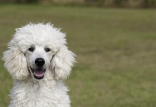 长卷毛猎犬的饲养方法（从幼犬到成犬，让你成为专业的长卷毛猎犬饲养者）