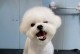 比熊犬多久成年？——关于比熊犬成年期的探究（解读比熊犬成年前后的喜怒哀乐）