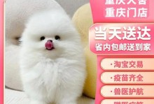 以茶杯猫咪裙茶杯犬猫咪为主题的宠物文化探究（探寻宠物文化中茶杯猫咪、裙茶杯犬和猫咪的神秘世界）