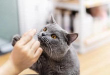 猫的忠诚与主人的情感纽带（探索猫与主人之间的特殊关系及忠诚度）