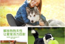 边境牧羊犬的飞盘训练技巧（如何让宠物变成飞盘高手）