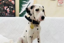 斑点狗的独特之美（与斑点狗共同探索世界的奇妙）