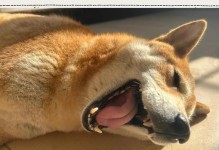 狗狗的日光浴需求（了解狗狗每天需要多少时间晒太阳，以及如何确保安全和健康）