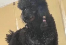 泰迪犬毛色与价格的关系（揭秘贵价泰迪的毛色之谜）
