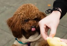 泰迪犬流眼泪的原因及处理方法（以宠物为主，让泰迪犬健康快乐）