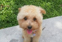比熊与猎犬的完美配对（探讨比熊与猎犬混血后的优良特性和适应能力）