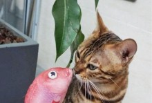 三个月大小猫的饮食习惯（为您揭秘小猫最爱的鱼类食物）