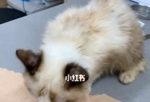 猫咪为什么会在排尿时叫？（探究猫咪排尿叫的原因与解决方法）