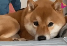 小狗为何会对陌生人叫？（探究小狗的叫声背后的原因及意义）