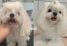 如何打造一只漂亮的马尔济斯犬（以马尔济斯犬的美容为主题，分享宠物美容的技巧和知识）