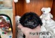 家养贵宾犬种及其特点（了解泰迪犬和其他常见家养贵宾犬种的魅力）