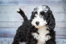 贵宾犬的多彩世界（探索贵宾犬的多样颜色及价格）