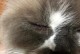 猫咪眼睛红肿怎么办？（了解猫咪眼睛红肿的原因及处理方法）