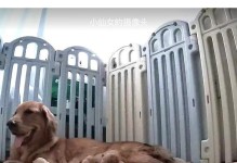 金毛配种时间需知，一次成功的繁育之道（探究金毛配种周期及成功的关键因素）