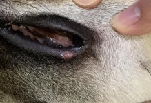 狗狗嘴唇长痘痘的原因分析（揭秘狗狗嘴唇痘痘背后的原因及解决方法）