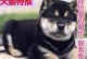 选择小型宠物犬，轻松养宠从此开始（了解适合家庭饲养的小型宠物犬品种）