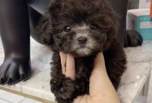 养泰迪犬须知（保护爱宠健康，合理预防疾病）