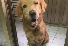 金毛犬为什么不吃东西？（探究金毛犬食欲不振的原因及解决方法）