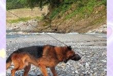 警犬饲养的重要性与方法（提高警犬工作效能的关键）