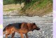 警犬饲养的重要性与方法（提高警犬工作效能的关键）