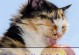 猫咪的饮食宝典（从肉类到水果，满足猫咪的味蕾需要）